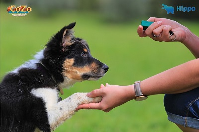 Dog and trainer | Hippo and CoZo pet | Jungleworks